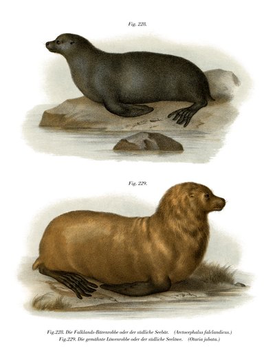 South American Fur Seal by German School